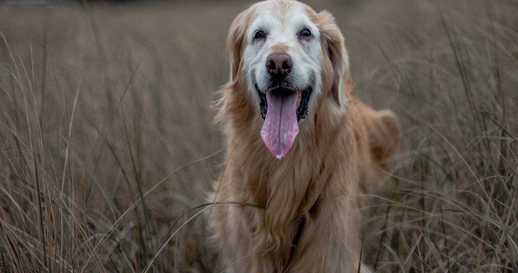 Los perros en Múnich pagan impuestos. Normativa para los duenos de cachorros en Múnich